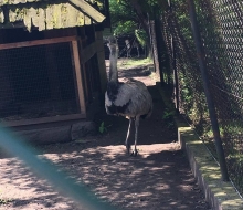 zoo (44)